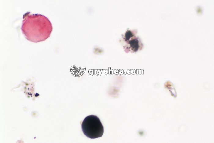 Pneumallergènes atmosphériques x400 - gryphea.org